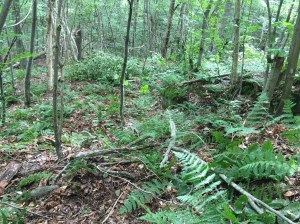 Du géocaching?  Non!  Il s'agit de trouver le chemin et de suivre les balises roses!  Enlever les branches et arbres avant de continuer svp!