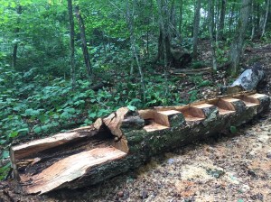 L'oeuvre sans vos sympathiques trailbuilders!