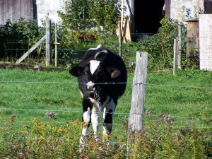 Je ne tiens pas à offenser le potentiel intelectuel de la vache mais bon....j'avais besoin d'un lien avec une cellule de cerveau qui éclate!